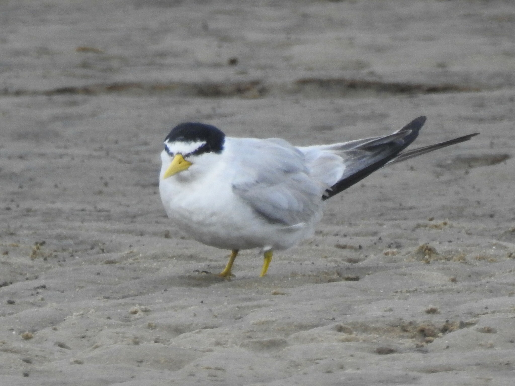Yellow-billed Tern (Sternula superciliaris), photo 5