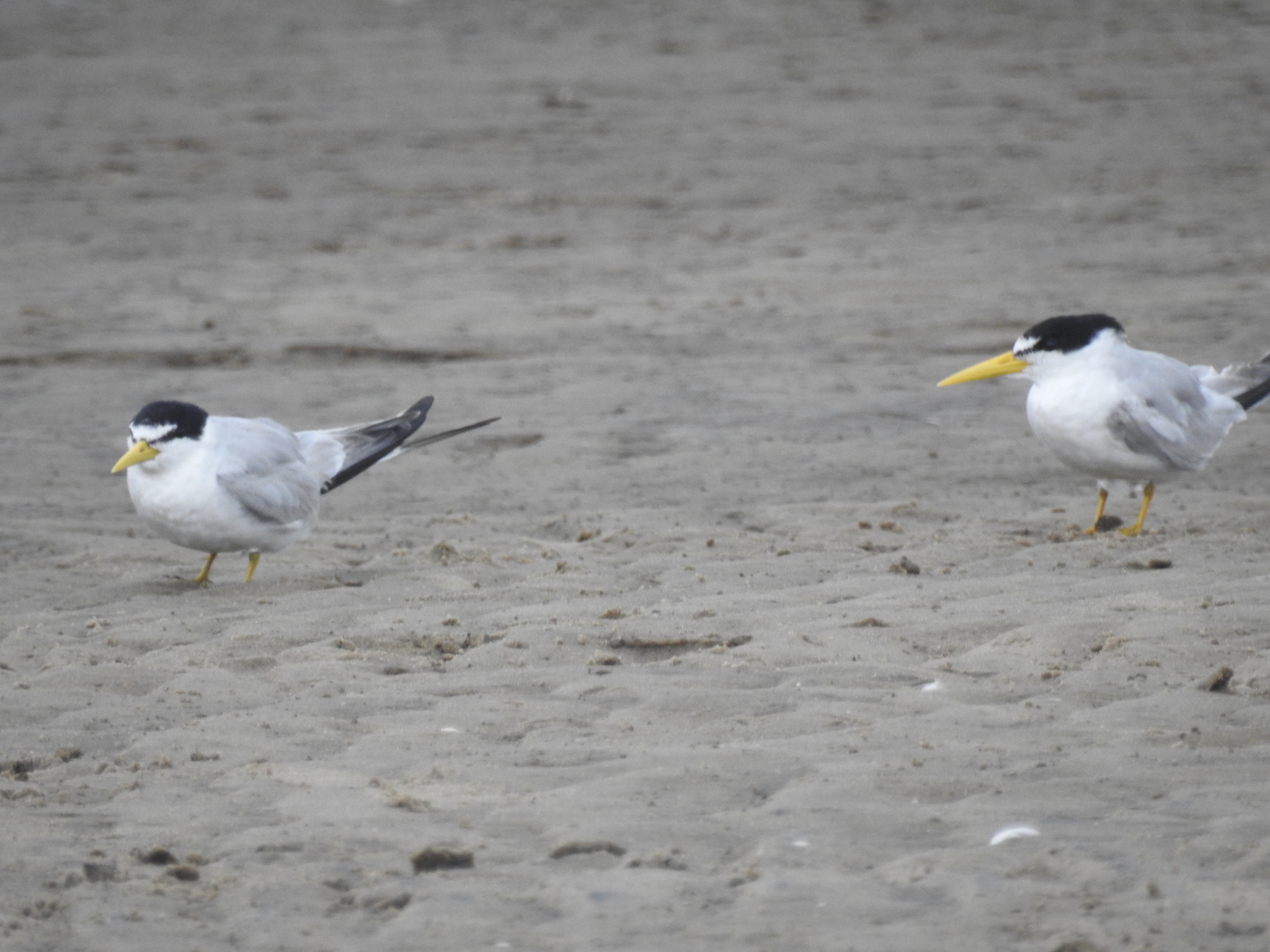 Yellow-billed Tern (Sternula superciliaris), photo 6
