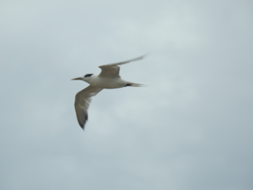 Yellow-billed Tern (Sternula superciliaris), photo 8
