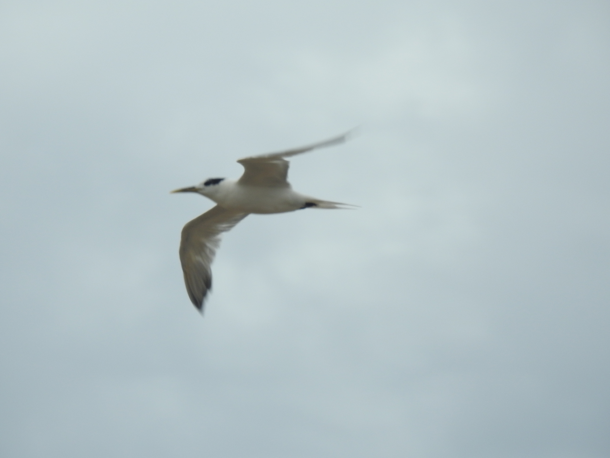Yellow-billed Tern (Sternula superciliaris), photo 7