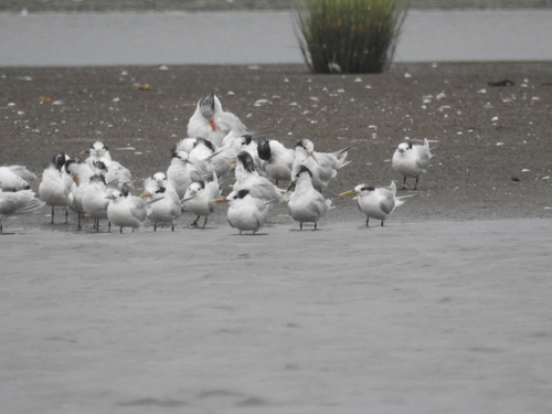 Yellow-billed Tern (Sternula superciliaris), photo 9