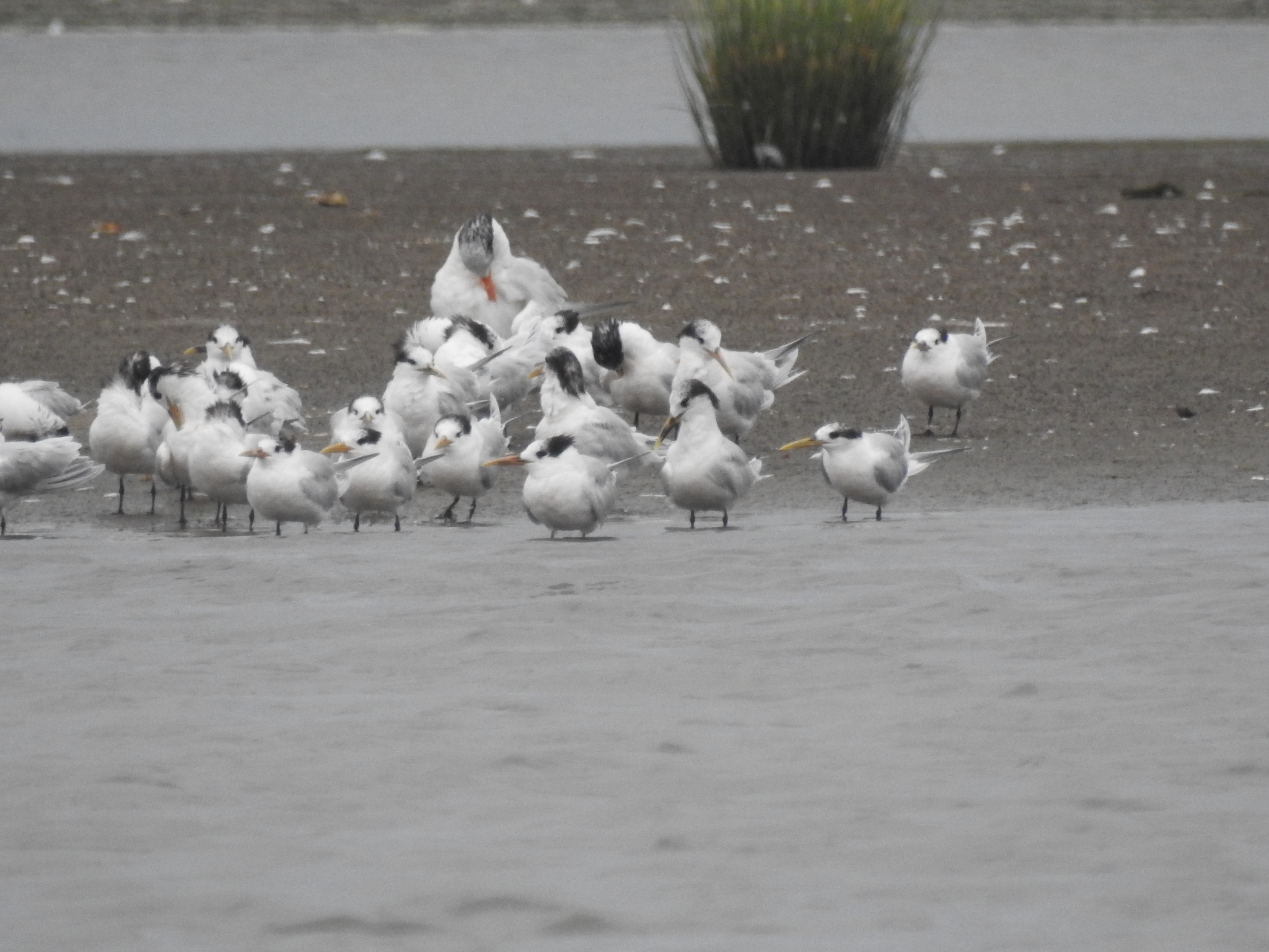 Yellow-billed Tern (Sternula superciliaris), photo 8