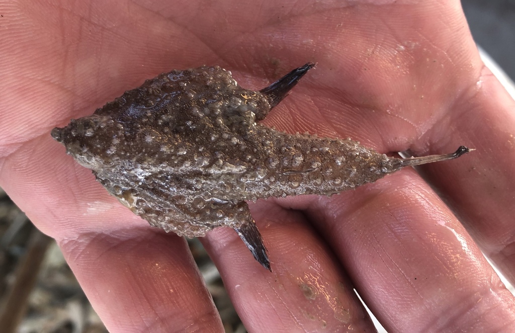 Slantbrow batfish (Ogcocephalus declivirostris) — Ogcocephalidae