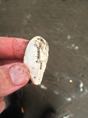 Megangulus bodegensis