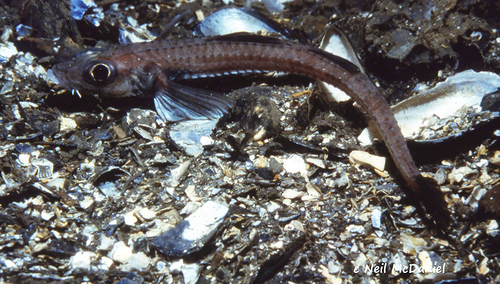 Blackfin poacher (Bathyagonus nigripinnis) — Agonidae