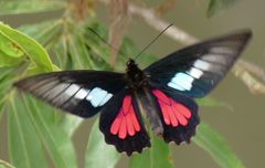 Parides neophilus