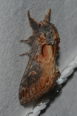Notodonta scitipennis
