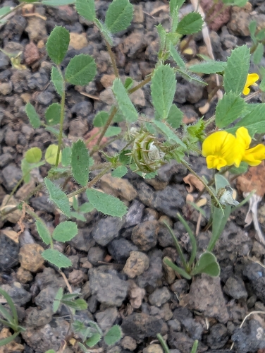 Image of Medicago truncatula by no rights reserved