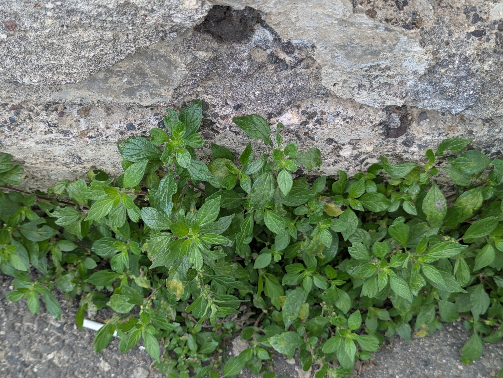 Paletaria esparcida