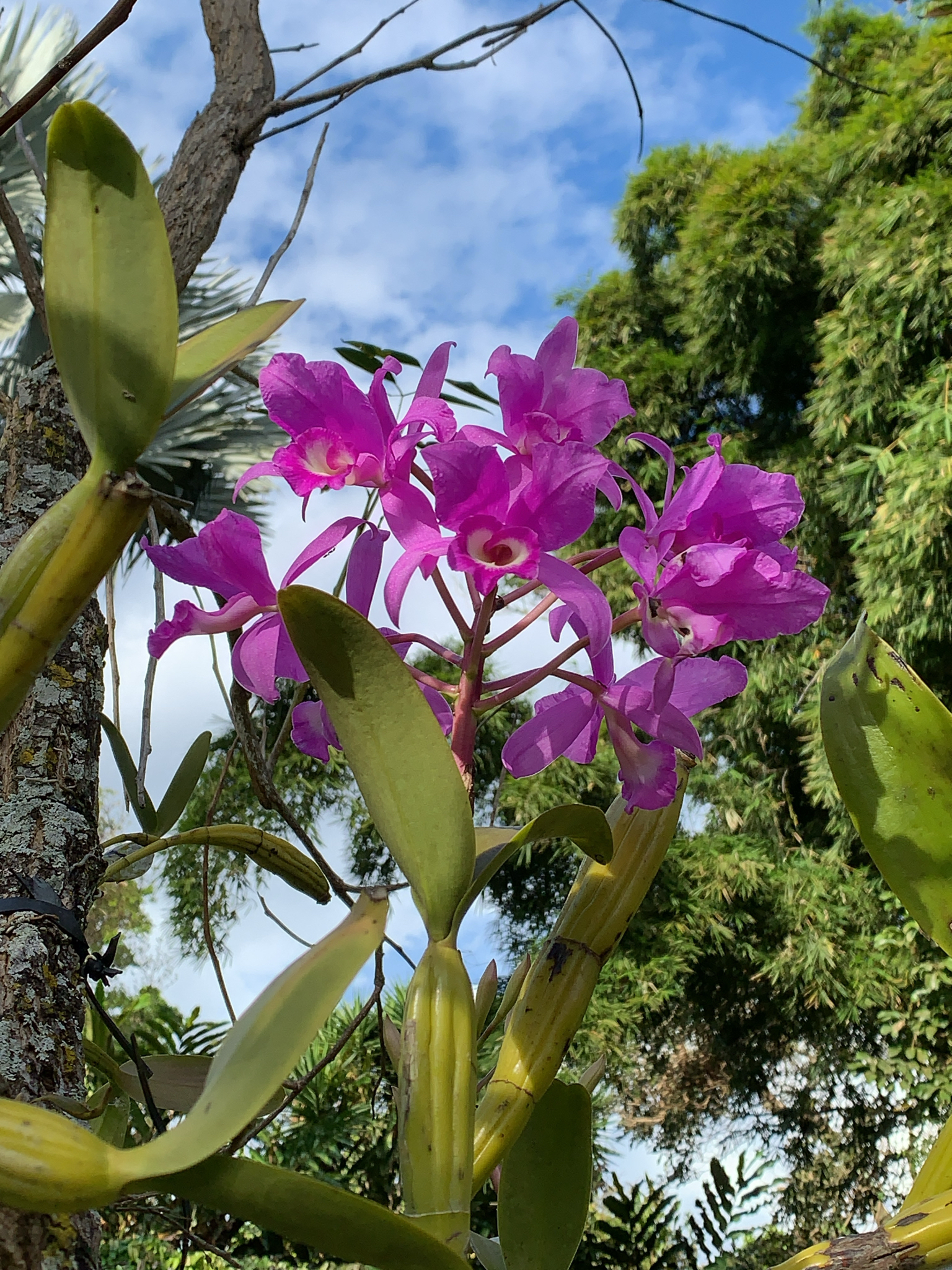 Imagem de Orquídea chocolate