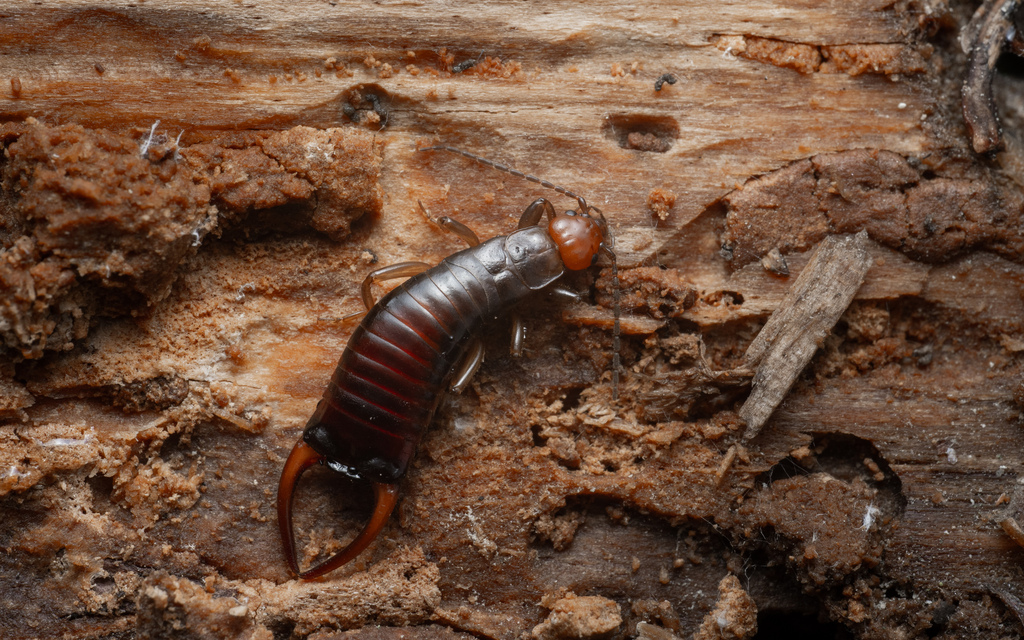 Mesochelidura bolivari