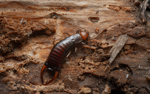 Mesochelidura bolivari