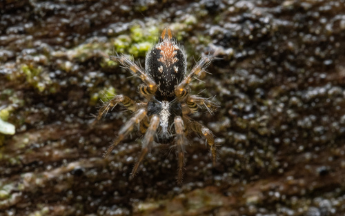 Toothed Weaver