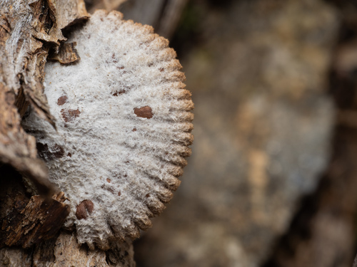 Paprastoji alksniabudė nuotrauka