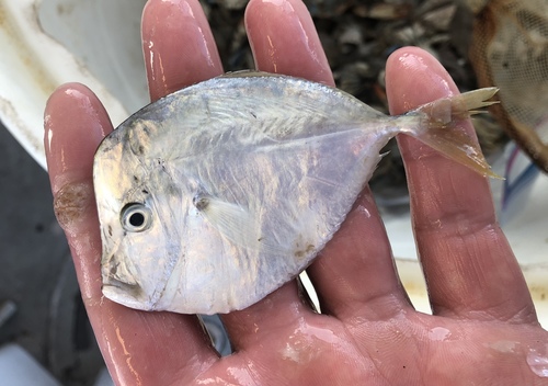 Caribbean moonfish (Selene brownii) — Carangidae — 3