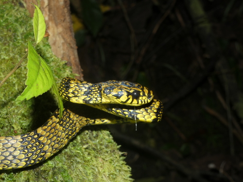 Alemán's Snail-eater
