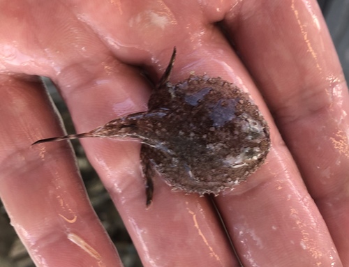 Pancake batfish (Halieutichthys aculeatus) — Ogcocephalidae — 5