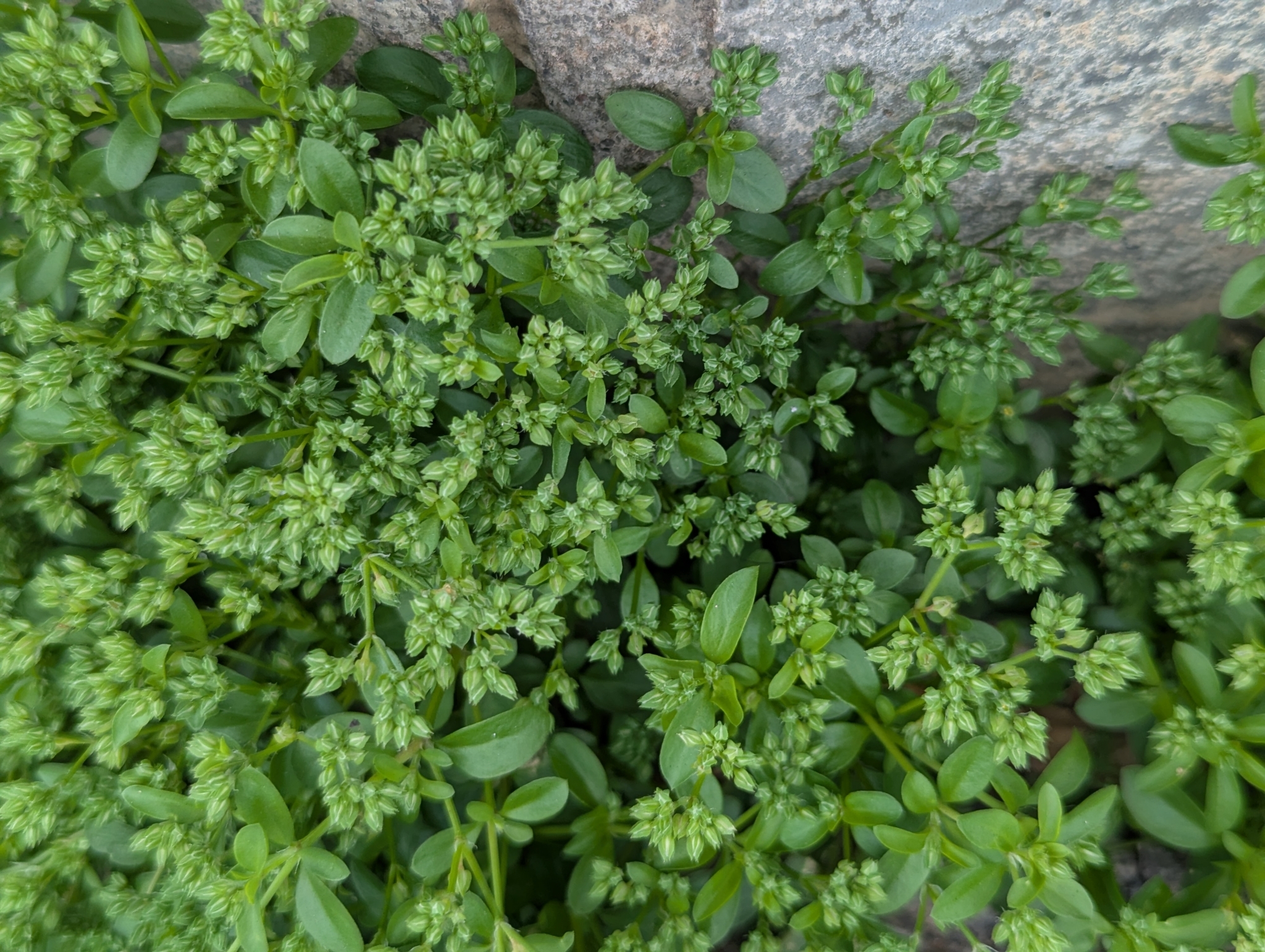 Policarpo
