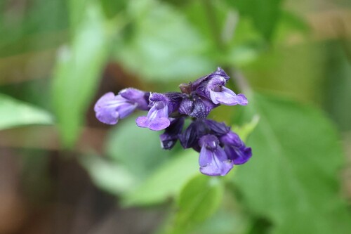Loping Sage (Salvia confertispicata)
