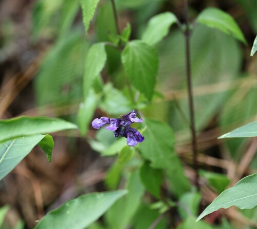 Image of Salvia confertispicata by (c) nmoorhatch, some rights reserved (CC BY)
