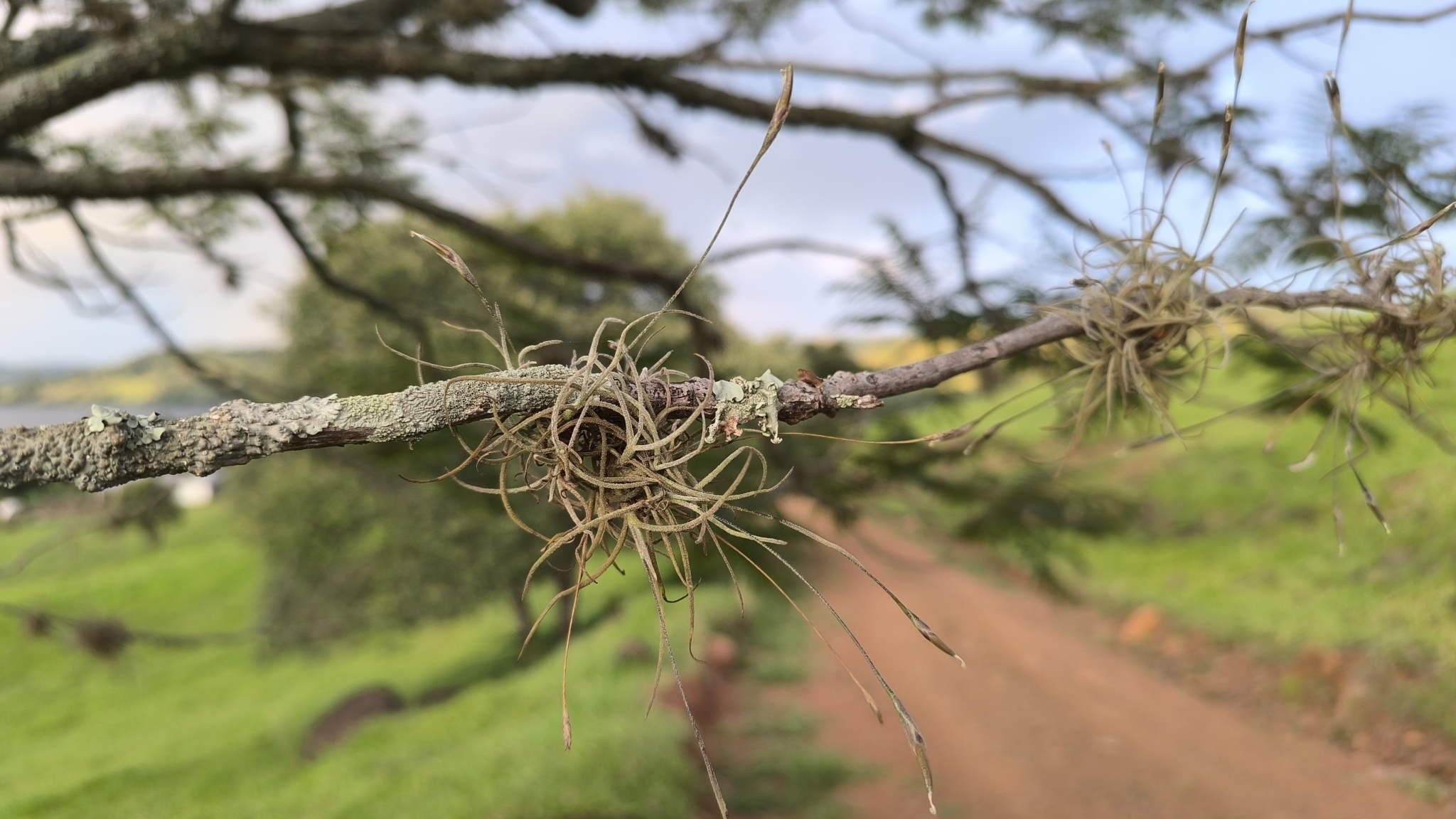 Tillandsia recurvata