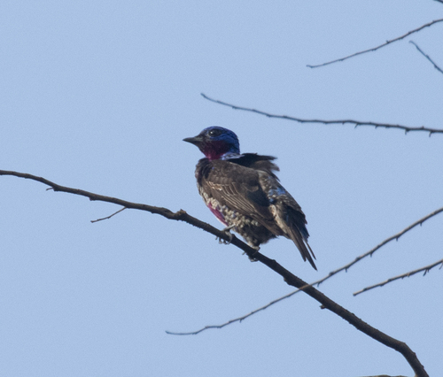 Purple-breasted Cotinga (Cotinga cotinga), photo 2