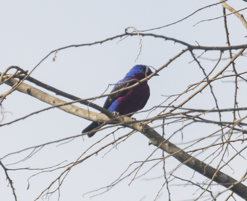 Purple-breasted Cotinga (Cotinga cotinga)