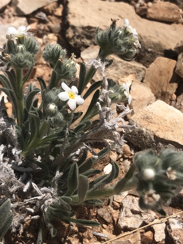 Atwood's cryptantha (Cryptantha atwoodii)