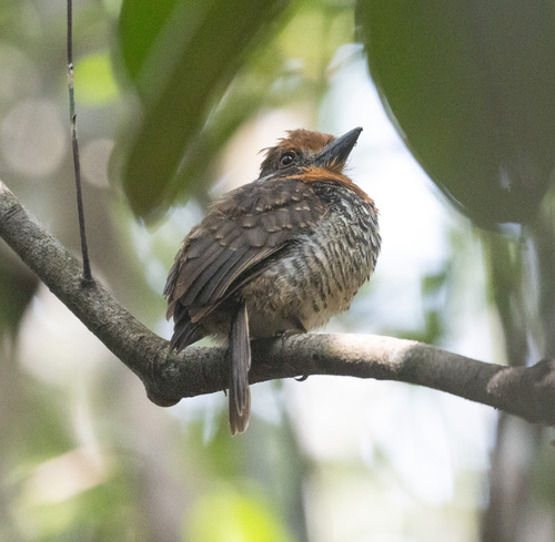 Spotted Puffbird (Bucco tamatia), photo 2