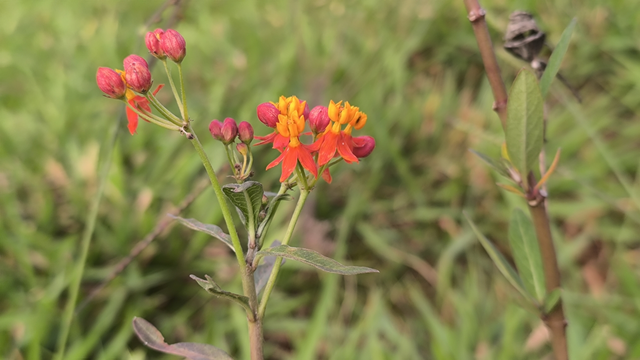 Asclepias curassavica