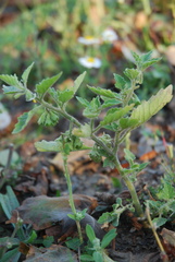 Solanum physalifolium