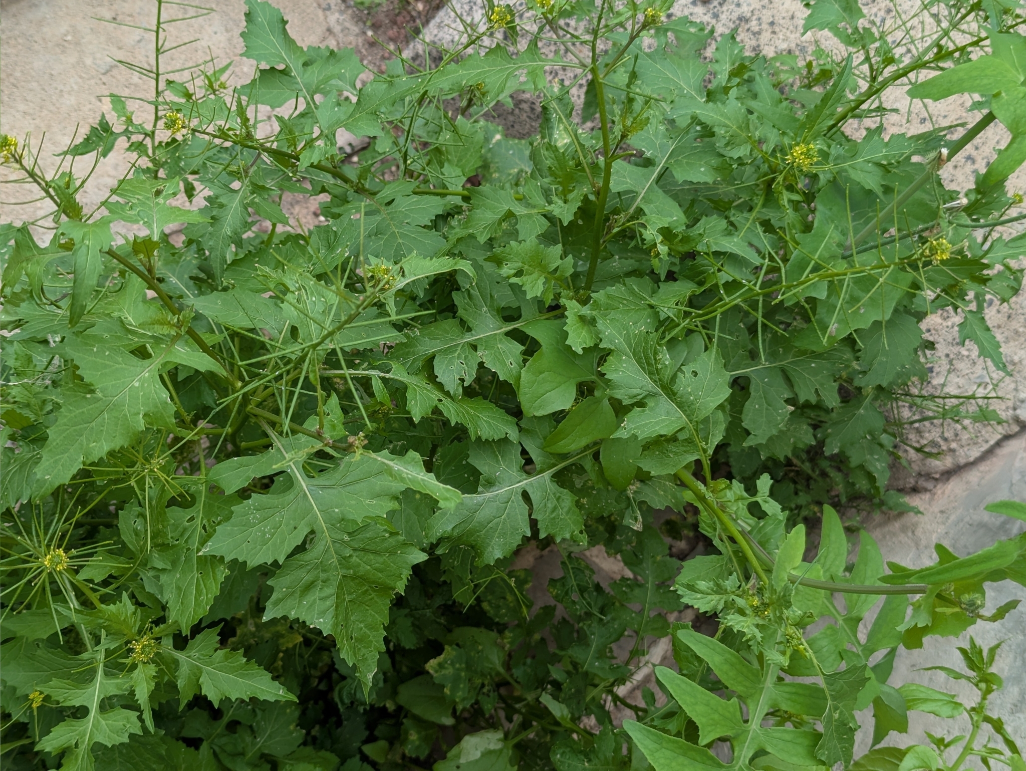 Sisymbrium erysimoides
