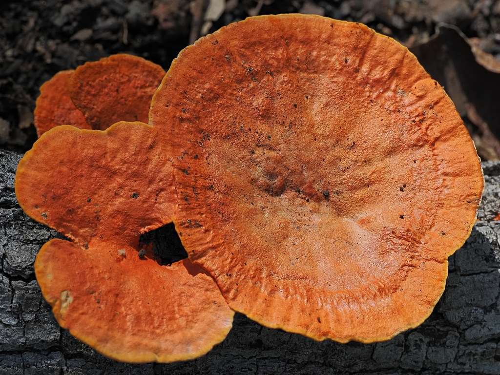 Trametes sanguinea · January 2025 · photo: © goosemonk (iNaturalist, cc-by)