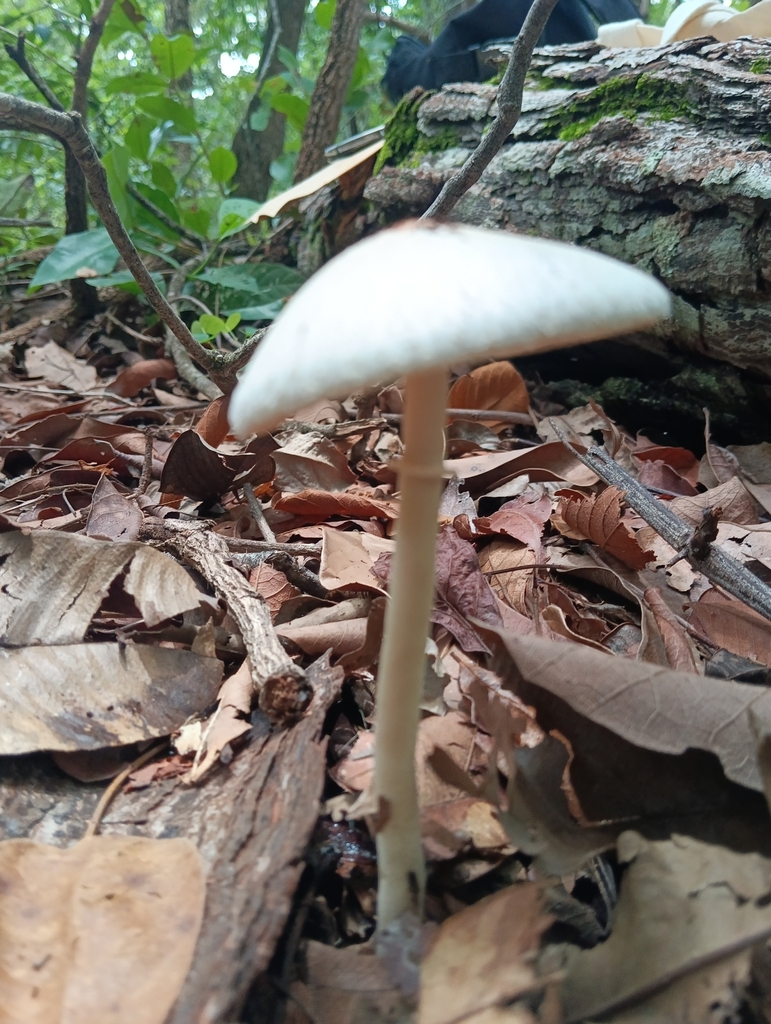 Macrolepiota kerandi