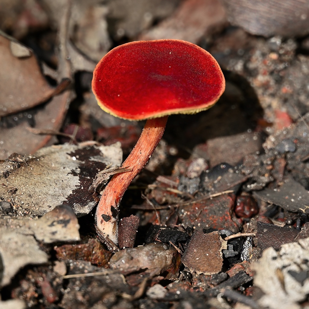 Boletellus obscurecoccineus · February 2025 · photo: © goosemonk (iNaturalist, cc-by)
