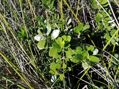 Melicytus orarius