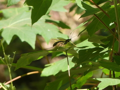 Megarhyssa nortoni