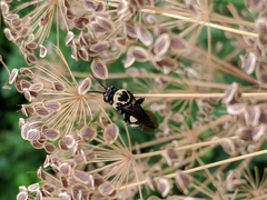 Triepeolus remigatus
