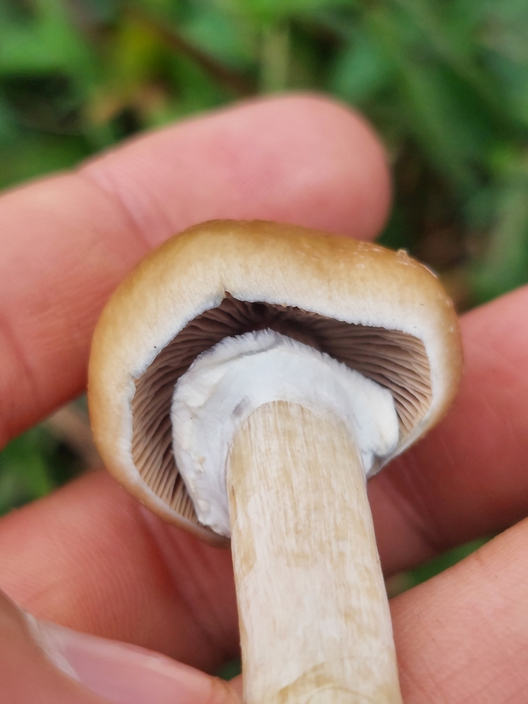 Psilocybe cubensis · February 2025 · photo: © danielmesa1 (iNaturalist, cc-by)