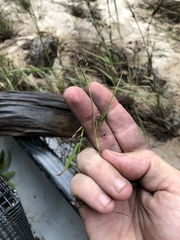 Rhynchospora crinipes