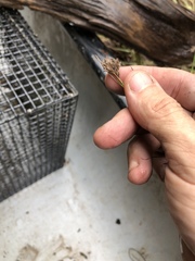 Rhynchospora crinipes