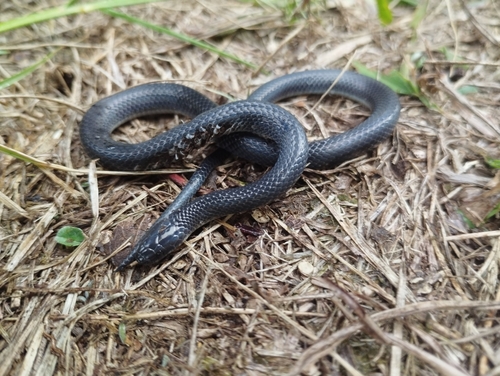 Mexican Plateau Earth Snake