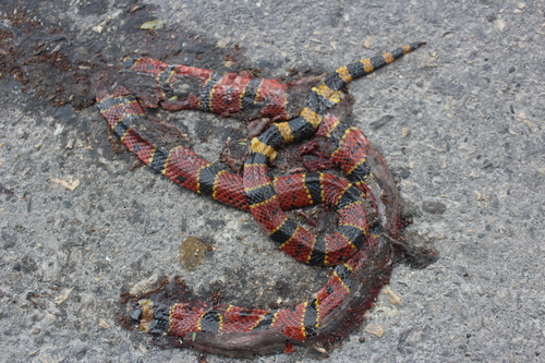 Variable Coralsnake