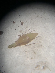 Rhynchospora crinipes