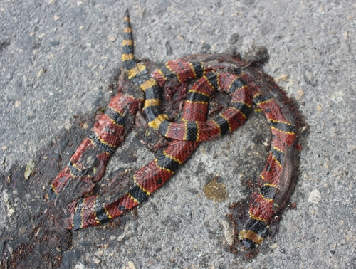 Variable Coralsnake