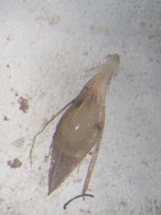 Rhynchospora crinipes