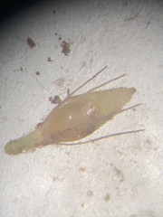 Rhynchospora crinipes