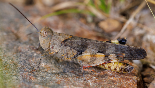 Spharagemon saxatile Morse, 1894