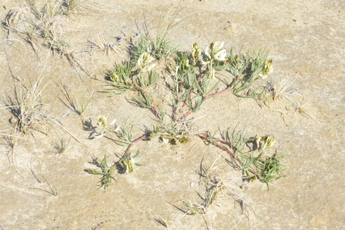 Image of Astragalus pectinatus by (c) Gabriel Campbell-Martinez, some rights reserved (CC BY)