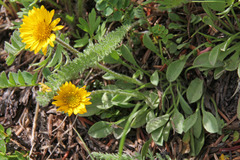 Erigeron aureus